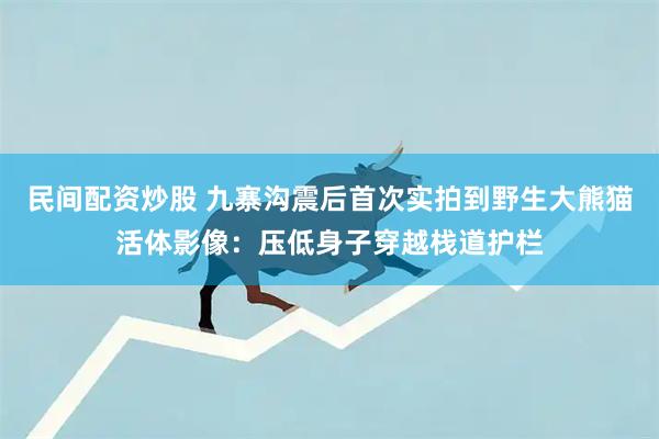 民间配资炒股 九寨沟震后首次实拍到野生大熊猫活体影像：压低身子穿越栈道护栏